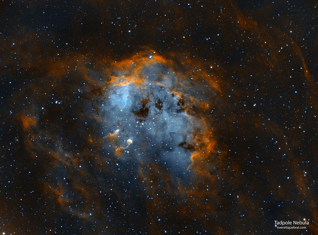 Tadpole Nebula