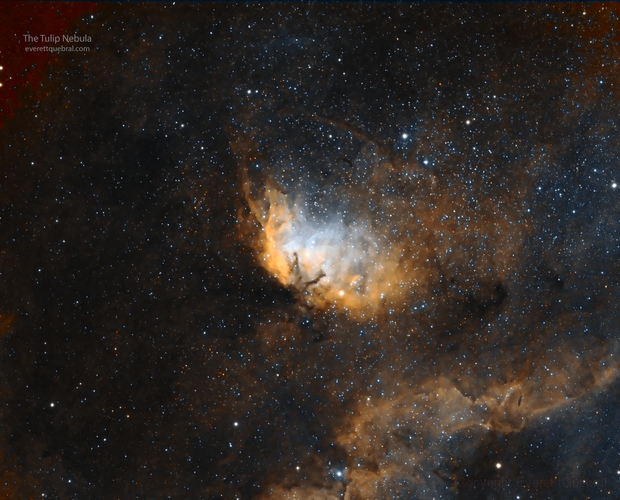 The Tulip Nebula